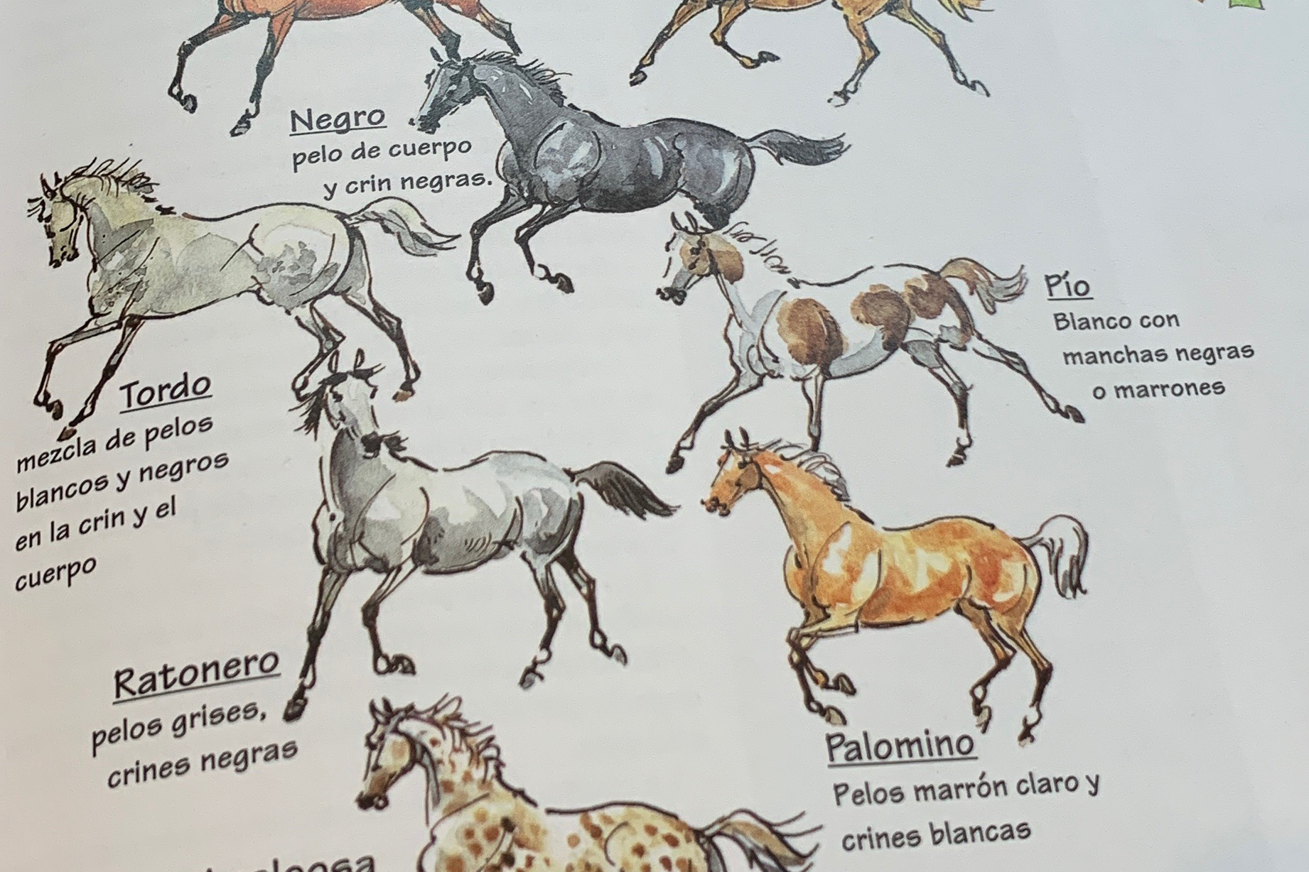 Capas y marcas del caballo